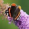 Red Admiral